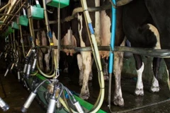 Ảnh minh họa. (Nguồn: BBC)