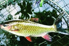 Phú Thọ nghiên cứu, sản xuất thành công giống cá bỗng quý hiếm 