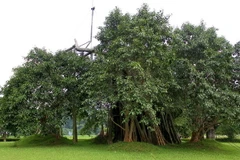 Cây đa Tân Trào đã dần hồi sinh sau nhiều nỗ lực chăm sóc không mệt mỏi. (Ảnh: Văn Tý/TTXVN)