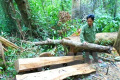 Hiện trường vụ phá rừng phòng hộ huyện Vĩnh Thạnh. (Ảnh: Nguyên Linh/TTXVN)