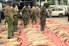 Cảnh sát Kenya bên số ngà voi thu giữ tại Mombasa. Ảnh minh họa. (Nguồn: AFP/TTXVN)