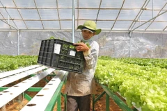 Trồng rau sạch bằng công nghệ thủy canh ở Đà Lạt. (Nguồn: TTXVN) 