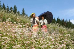 Cánh đồng hoa tam giác mạch. (Ảnh: Minh Quyết/TTXVN)