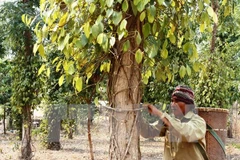 Nhiều vườn hồ tiêu bị khô héo do nắng hạn. (Ảnh: Hồ Cầu/TTXVN)