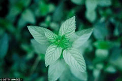 18 loại thảo mộc có tác dụng chữa bệnh không phải ai cũng biết