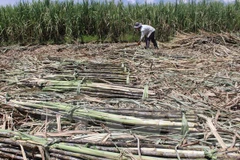 (Ảnh minh họa: Huỳnh Thế Anh/TTXVN)