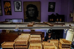 Đóng gói xì gà tại nhà máy Cohiba ở Havana, Cuba, ngày 8/9/2022. (Ảnh: AFP/TTXVN)