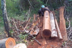 Cây gỗ được xẻ vuông theo quy cách trong rừng phòng hộ Ia Rsai. (Ảnh: Hoài Nam/TTXVN)