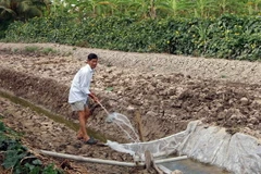 Nông dân phải dùng nước máy để tưới rau màu. (Ảnh: Trung Hiếu/TTXVN)