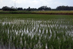 (Ảnh minh họa: Lê Huy Hải/TTXVN)