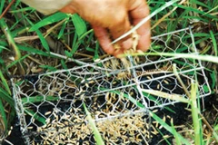 Nỗ lực tìm kiếm nạn nhân mất tích khi đi bẫy chuột ở Điện Biên