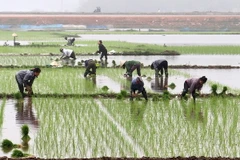 Bà con nông dân tranh thủ xuống đồng cấy lúa. (Ảnh: Trung Kiên/TTXVN)