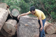 Những khúc gỗ lớn được lực lượng chức năng trục vớt dưới lòng hồ. (Ảnh: Hoài Nam/TTXVN)