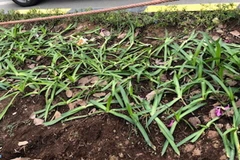 Thảm cỏ, thảm hoa bị dẫm nát, gẫy gục. (Ảnh: Mạnh Khánh/Vietnam+)