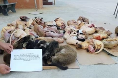 Động vật hoang dã được phát hiện trong một nhà hàng. (Ảnh: Trịnh Duy Hưng/TTXVN)