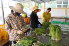 Xã viên Hợp tác xã dịch vụ tổng hợp Tuấn Tú (xã An Hải, huyện Ninh Phước, Ninh Thuận) sơ chế sản phẩm đặc thù măng tây xanh để đưa đi tiêu thụ. (Ảnh: Nguyễn Thành/TTXVN)