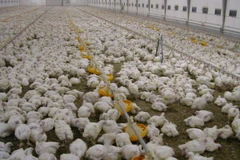 Ảnh minh họa. (Nguồn: euobserver.com)