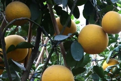 Hà Nội: Vườn cam Canh, bưởi Diễn chín sớm, sai quả