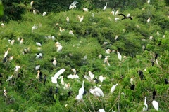 "Chào đón chim di cư Việt Nam 2013 " tại Đồng Tháp