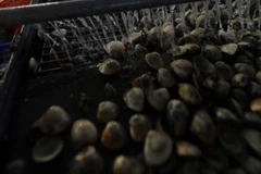 (Ảnh minh họa: Danh Lam/TTXVN)