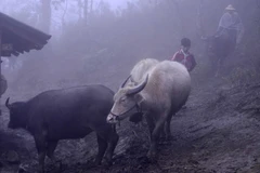 (Ảnh minh họa: Thế Duyệt/TTXVN)