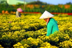 Nông dân trên địa bàn quận 12 đang tất bật chăm sóc để kịp cung ứng ra thị trường Tết năm nay. (Ảnh: Mạnh Linh/TTXVN)