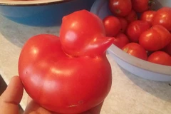 Những đồ ăn kỳ quặc khiến bạn phải dụi mắt nhìn đi nhìn lại