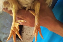 Gà 6 cựa Mẫu Sơn: Khách đặt trước cả năm, giá lên cả triệu đồng