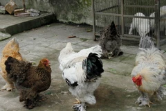 (Ảnh minh họa: Huyền Trang/TTXVN)