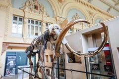 [Video] Bộ xương voi ma mút được bán với giá hơn 600.000 USD