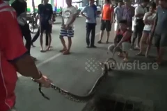 Em bé hoảng sợ phát hiện ra con trăn khổng lồ trốn trong bồn cầu