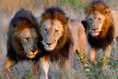 Ảnh minh họa. (Nguồn: NAIJ.com)