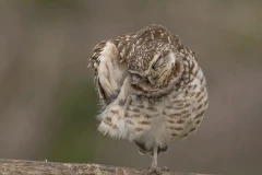 Con cú thu hút sự chú ý khi đứng trên cành cây bằng một chân