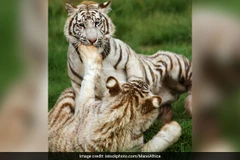 Ảnh minh họa. (Nguồn: ndtv.com)