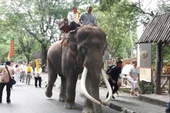 Hình ảnh voi Phlai Ekasit chở du khách. (Nguồn: Daily Mail)