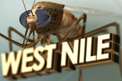 Ảnh minh họa. (Nguồn: KHQA)