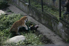 Nhân viên vườn thú hoảng loạn khi bị con hổ dữ tấn công. (Nguồn: Vkontakte)