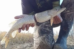 Con cá bị vết thương nghiêm trọng. (Nguồn: Adam Turnbull)