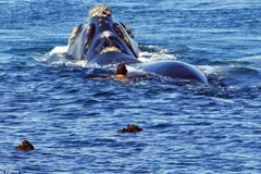 Người đàn ông 'đùa giỡn với tử thần' khi bơi cạnh cá voi lưng gù