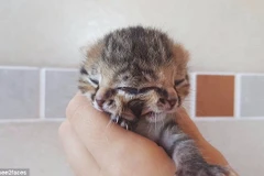 Chú mèo Bettie Bee. (Nguồn: Daily Mail)