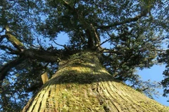 Một trong hai cây bách xanh vừa được công nhận "Cây Di sản Việt Nam." (Nguồn: VACNE)