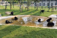 Các cá thể gấu vui chơi trong khuôn viên Trung tâm Cứu hộ Gấu Việt Nam thuộc vùng đệm Vườn Quốc gia Tam Đảo, tỉnh Vĩnh Phúc. (Ảnh: Hùng Võ/Vietnam+)