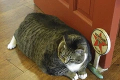 Người chủ bị chỉ trích vì đang "giết chết dần" chú mèo béo phì