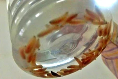 Những con giòi được gắp ra từ tai của cô bé. (Nguồn: Mirror.co.uk)