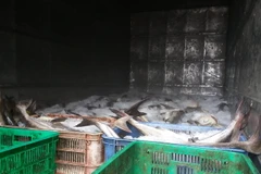 Cá được người dân vớt lên đem đóng đá (ảnh chụp lúc 15 giờ 30 phút, ngày 12/10 trên địa bàn xã Long Sơn, thành phố Vũng Tàu. (Ảnh: Hoàng Nhị/TTXVN)