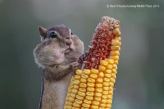 Hết mùa hạt dẻ nên chuyển sang gặm ngô. Ảnh của Barb D'Arpino. (Nguồn: boredpanda.com)