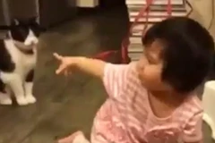 Clip "mèo ngáng chân em bé" khiến người xem không nhịn được cười