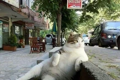 Mèo Tombili với dáng ngồi đã trở thành bất tử. (Nguồn: Boredpanda)