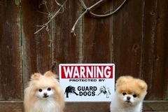 Phì cười hình ảnh đáng sợ sau tấm biển "cẩn thận chó dữ"