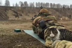 Chú mèo "dũng cảm nhất quả đất" nằm thư giãn giữa trường bắn